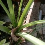 Ornithogalum tenuifolium 花