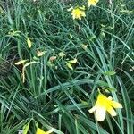 Hemerocallis citrina Лист