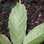 Dorstenia kameruniana Лист