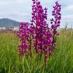 Anacamptis laxiflora ফুল