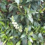 Prunus laurocerasus Листок