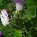 Ipomoea rubens Цвят