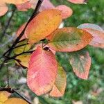 Amelanchier alnifolia পাতা