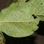 Microdesmia arborea Blatt