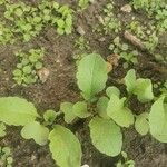 Raphanus sativus 葉