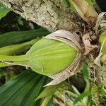 Coelogyne pandurata 樹皮