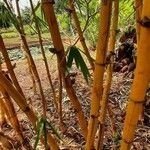 Phyllostachys aurea Corteza