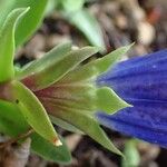 Gentiana angustifolia Yaprak