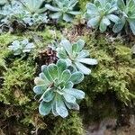 Saxifraga paniculata Leaf