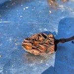 Magnolia acuminata Fruit