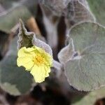 Saruma henryi Flower