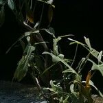 Philodendron bipennifolium ഇല