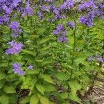 Campanula lactiflora عادت