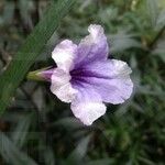 Ruellia simplexЦветок