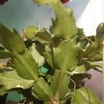 Schlumbergera truncata Лист