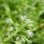 Veronica anagallis-aquatica Other