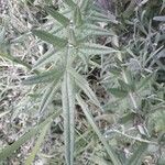 Cirsium vulgareপাতা