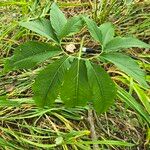 Arisaema dracontium Blatt