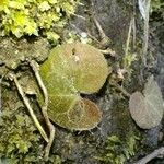 Asarum europaeum 葉