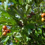 Crataegus azarolus Плод