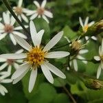 Eurybia schreberi Flower