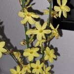 Jasminum nudiflorum Floro