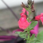 Salvia × jamensis Цветок