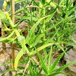 Aloe morijensis Habitatea