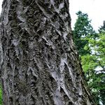 Quercus suber Bark