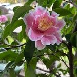 Camellia sasanqua Çiçek