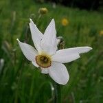 Narcissus poeticus Květ