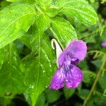 Impatiens arguta Flor