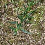 Carpobrotus glaucescens Leaf