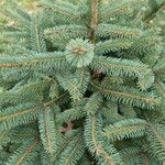 Picea glauca Levél