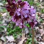 Orchis purpurea Flower