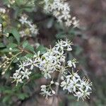 Bursaria spinosa Flower