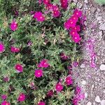 Phlox drummondii Flower