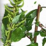 Amaranthus dubius Агульны выгляд