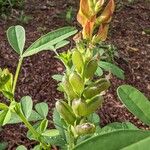 Crotalaria goreensis Leaf