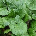 Arum cylindraceum Blad