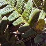 Dryopteris marginalis Leaf