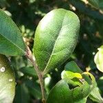 Diospyros impolita 葉