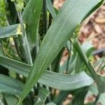 Triticum aestivum Ліст