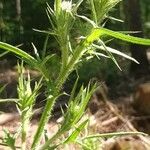Cirsium vulgare Blodyn