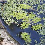 Salvinia natans Leaf