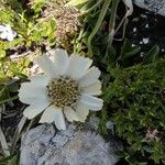Achillea barrelieri Kwiat