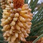 Pinus pinaster Kvet