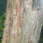 Pterocarpus rohrii 樹皮