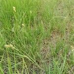 Cenchrus spinifex Hábito