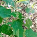 Solanum incanum Bark